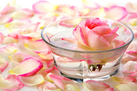 在一碗水和花瓣的白玫瑰