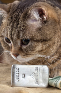 一只有钱的猫。猫的头附近的银金条和现金美元。选择性聚焦