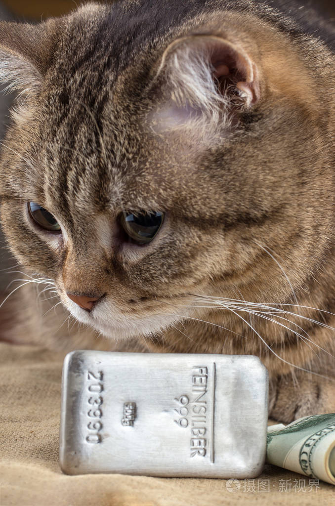 猫的头附近的银金条和现金美元.选择性聚焦