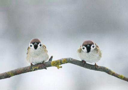 图片两个小有趣的麻雀鸟在树枝上的花园上照片