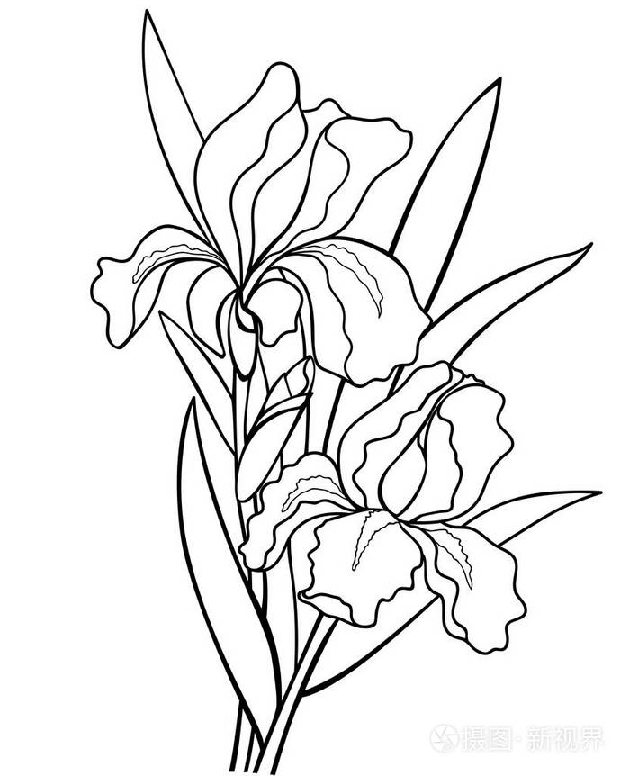 鸢尾花叶植物学插图折线图着色