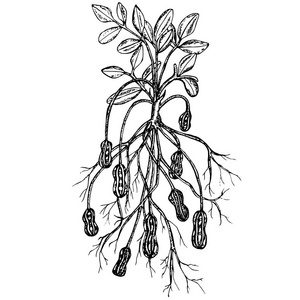 花生图图片-花生图素材-花生图插画-摄图新视界