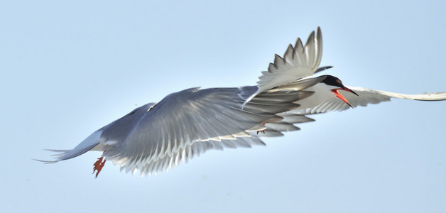 普通燕鸥肖像Sternahirundo