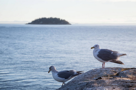 鸟儿坐在岩石上, 在一个充满活力的日落。拍摄于加拿大不列颠哥伦比亚省西温哥华的马蹄湾