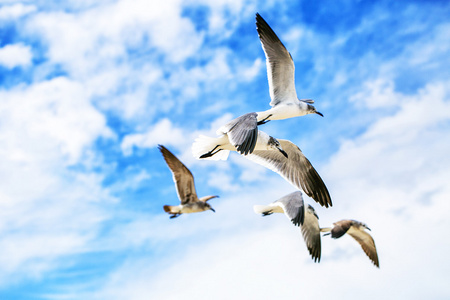 白色海鸥飞翔在蓝色晴朗的天空