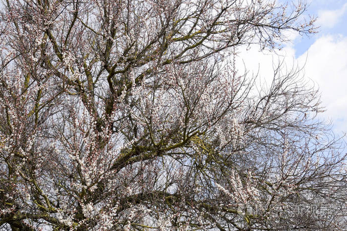 盛开的野生杏在花园里.春天开花的树.杏花授粉