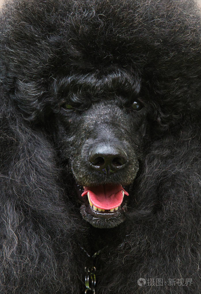 黑色标准法国鬈毛狗