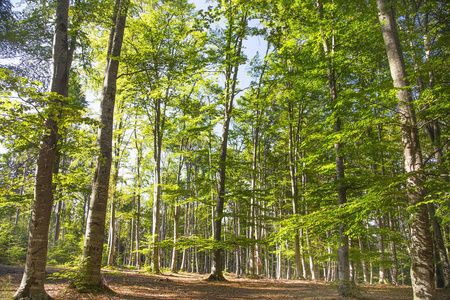 绿色自然森林氧充分天然林景观与