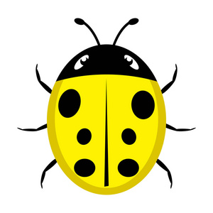 白色背景黄色瓢虫的一个美丽的简单设计