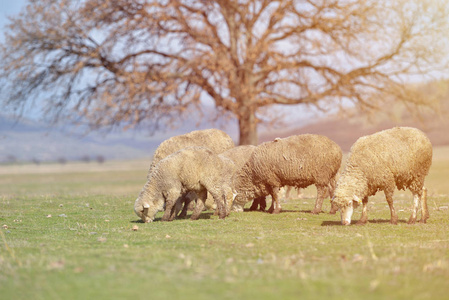 群羊放牧对美丽的山草甸