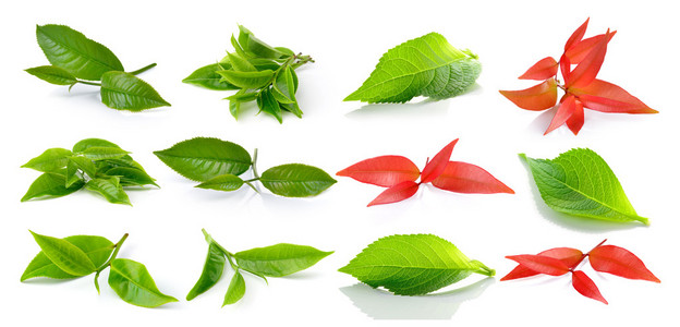 绿茶叶片和叶片上的白色背景图片