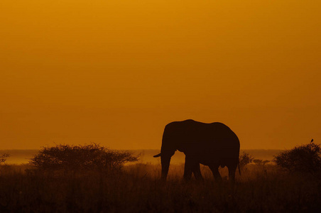非洲大象在日出