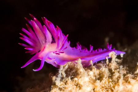 海蛞蝓flabellina rubrolineata 裸鳃亚目,海蛞蝓照片