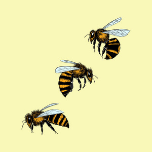 蜜蜂手绘稿图片