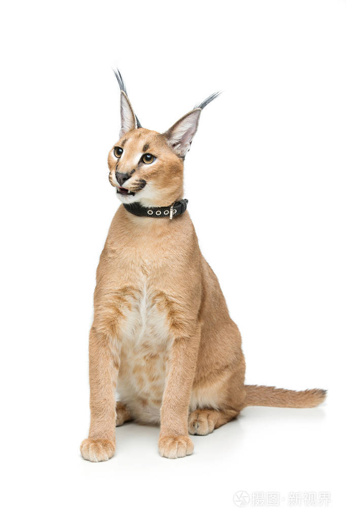 美丽的狞猞猁上白色孤立