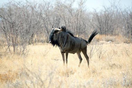 蓝角羚, Etosha 野生动物在国家公园, 纳米比亚, 非洲