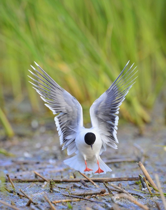 小海鸥黑minutus飞行