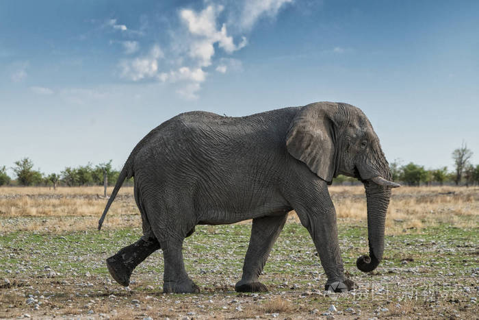 大象行走在非洲大草原上有美丽的日落光etosha纳米比亚