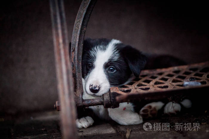 黑白边境牧羊犬小狗