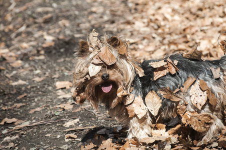 约克郡小猎犬在树林里散步, 上面覆盖着干橡树叶。