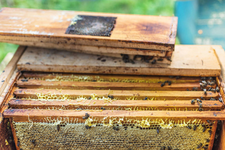 蜂巢蜜蜡框架获取蜂蜜的过程图片