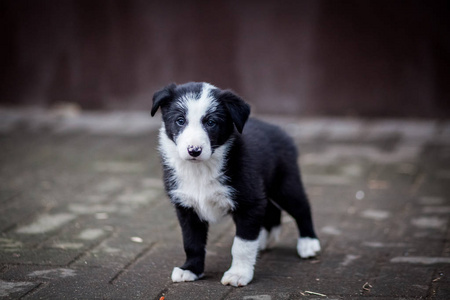 黑白边境牧羊犬小狗