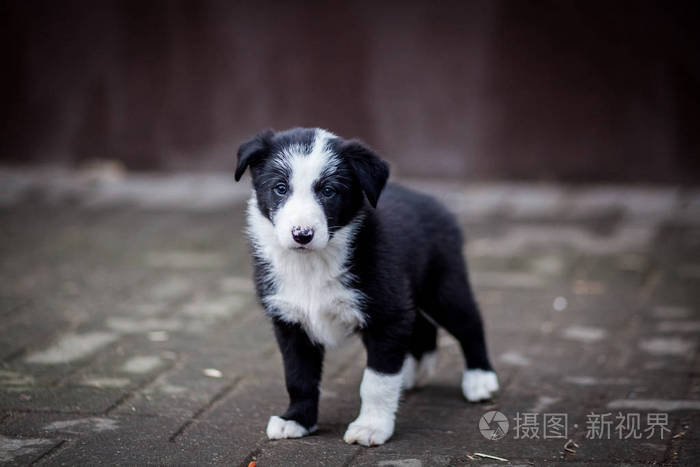 黑白边境牧羊犬小狗