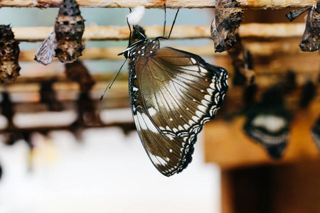 破茧而出的图片