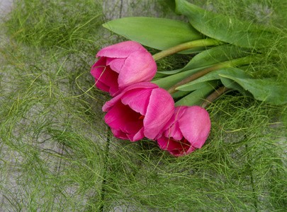 绿草上春天粉红色郁金香的嫩花束