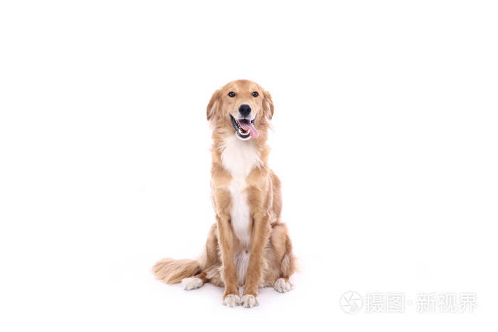 美丽的快乐的狗在白色背景前面照片 正版商用图片0nimms 摄图新视界