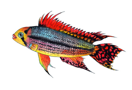 鹦鹉鱼水下图片