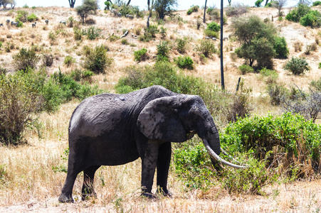 非洲大象走在坦桑尼亚塞伦盖蒂国家公园