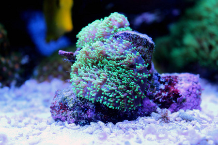 绿色毛蘑菇珊瑚照片