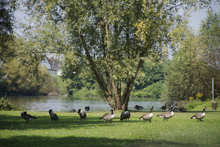 银子在德国河畔的公共公园图片