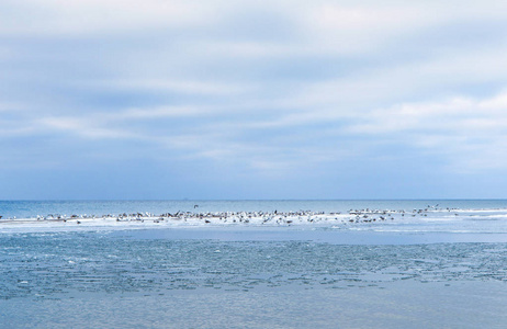 海中的小浪, 海边的海岸和鸟儿, 海鸥在海的上空飞翔, 海鸥在海边