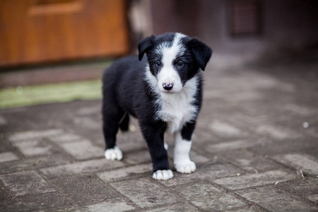 黑白边境牧羊犬小狗