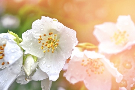 白色茉莉花分支微妙的春天的花朵