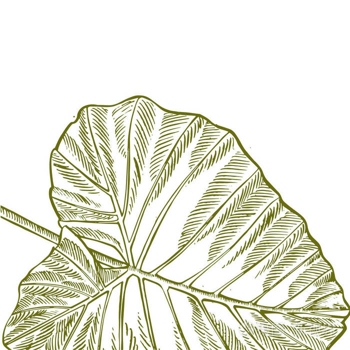 夏季热带叶矢量设计。花卉背景插图。邀请或卡片设计与丛林叶子