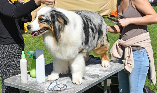 狗秀上的小牧羊犬