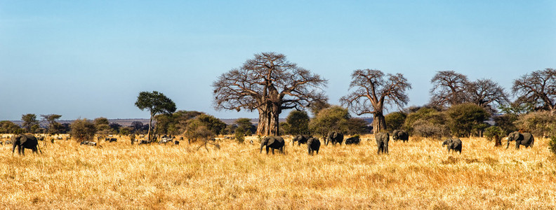 走在塞伦盖蒂，坦桑尼亚的大象群