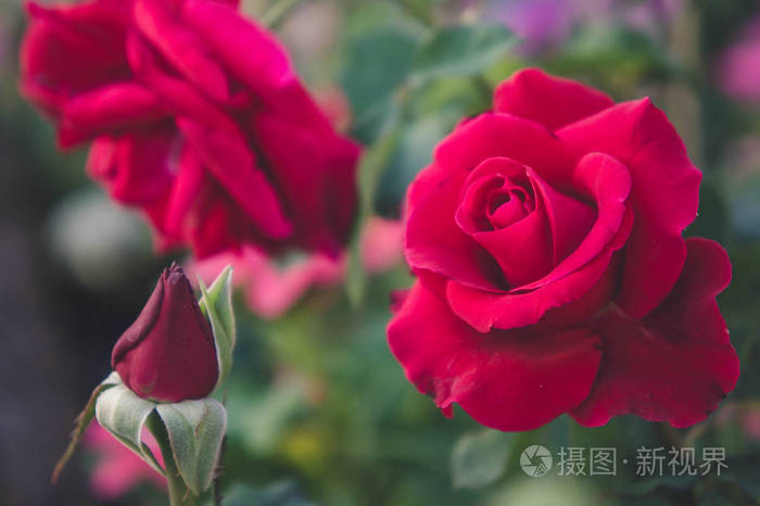 红玫瑰在花园的背景下, 自然花玫瑰为爱