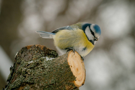 欧亚蓝 Cyanistes caeruleus 在树上