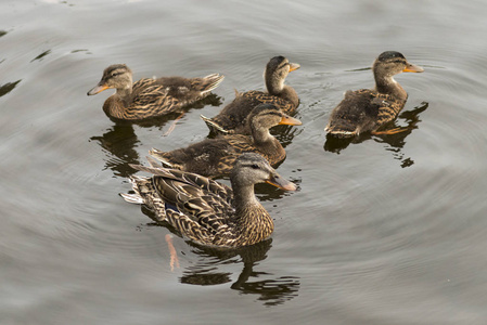 鸭与鸭子游泳在湖, 森林的湖, 安大略, 加拿大