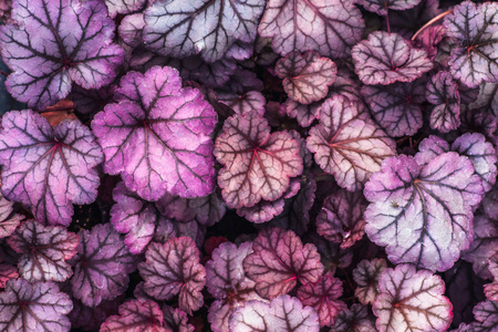 紫色 Heuchera 混合黑曜石, 顶部视图。Heuchera 明亮的天然紫外叶。装饰树叶背景或墙纸