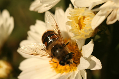 无人机蜜蜂在花菊