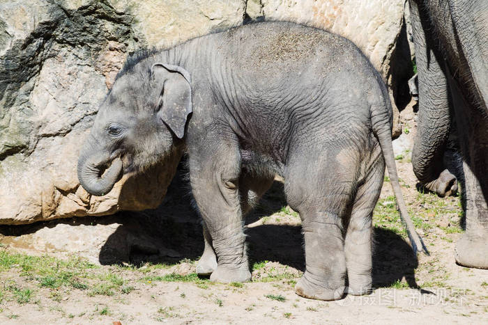 小大象站在岩石大象年轻