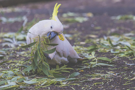 凤头鹦鹉悉尼澳大利亚植物花园图片
