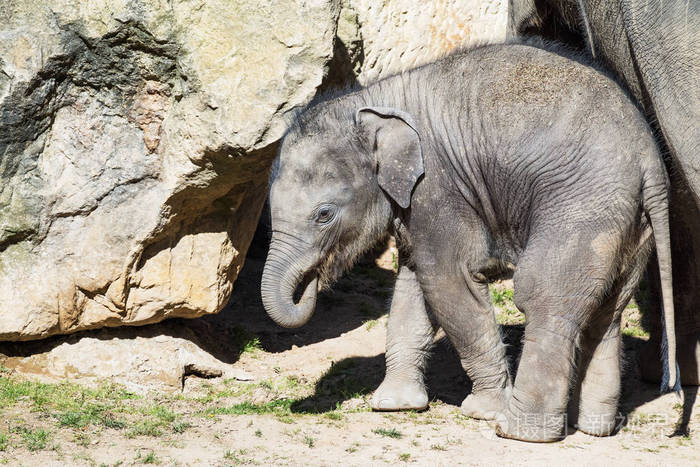 小大象站在岩石大象年轻