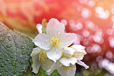春天花茉莉花白色茉莉花分支微妙的春天的花朵照片