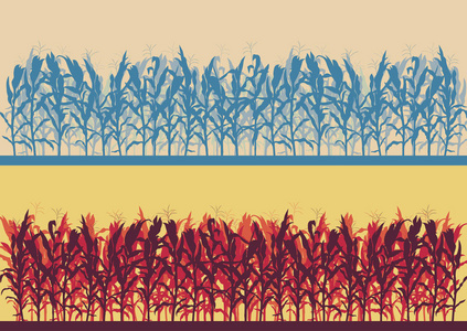 玉米场傍晚或早上光景观矢量图片